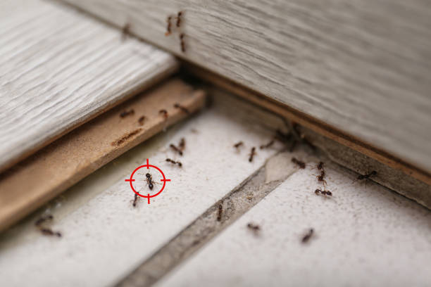 Professional Pest Control in Pleasant Hill, OH
